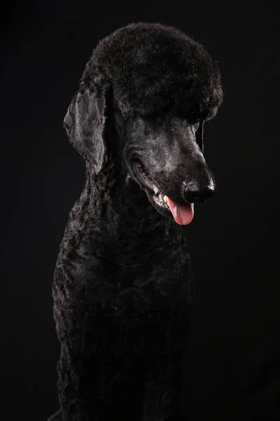 Grande retrato de um poodle preto, isolado em um fundo preto — Fotografia de Stock