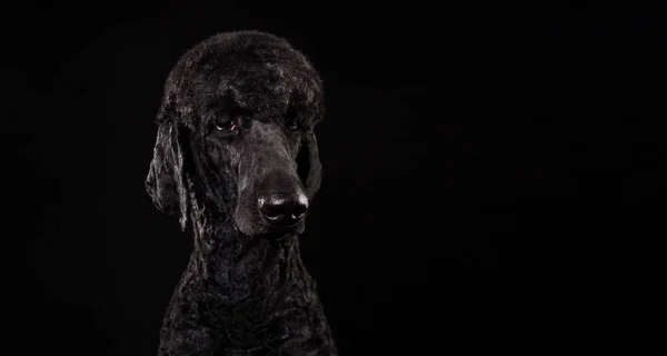 Grande retrato de um poodle preto, isolado em um fundo preto — Fotografia de Stock