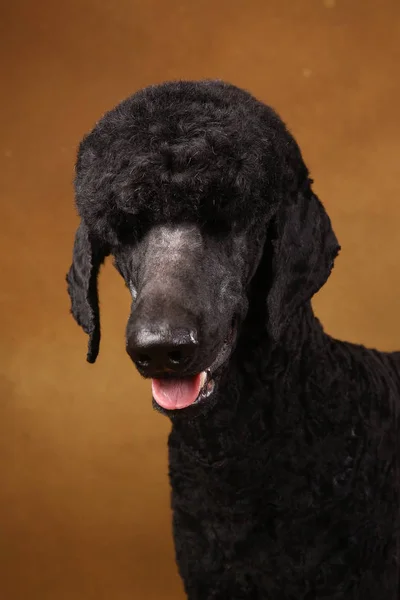 Grande retrato de um poodle preto, sobre fundo marrom — Fotografia de Stock