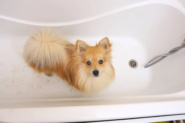 Cão Pomeranian seco na casa de banho. Spitz cão esperando para ser lavado . — Fotografia de Stock