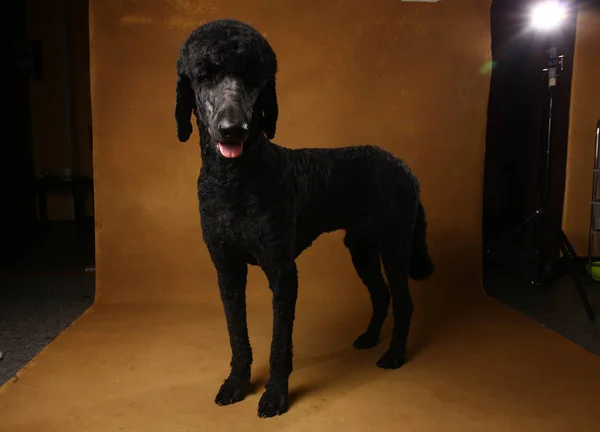 Grande retrato de um poodle preto, sobre fundo marrom — Fotografia de Stock