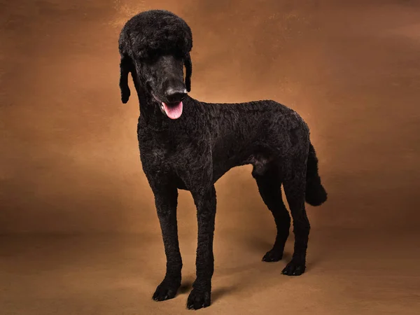 Grande retrato de um poodle preto, sobre fundo marrom — Fotografia de Stock