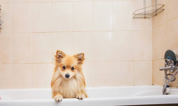干波美兰犬在浴室。斯皮茨狗等待被洗. — 图库照片