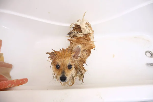 Pomerania perro en el baño Spitz perro en el proceso de lavado con champú de cerca — Foto de Stock