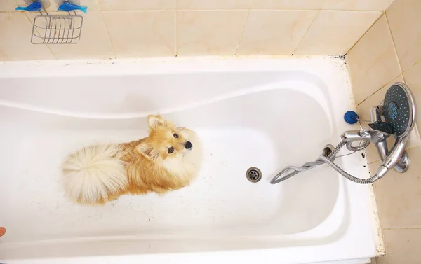 Cão Pomeranian seco na casa de banho. Spitz cão esperando para ser lavado . — Fotografia de Stock