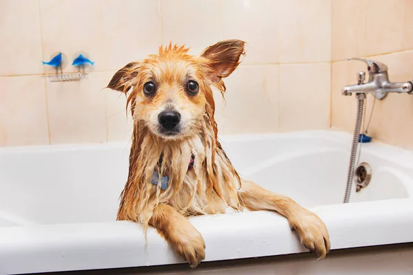 Pommerscher Hund im Badezimmer Spitz Hund beim Waschen mit Shampoo aus nächster Nähe — Stockfoto