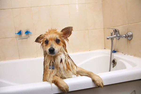 Pomeranian cão no banheiro Spitz cão no processo de lavagem com shampoo de perto — Fotografia de Stock