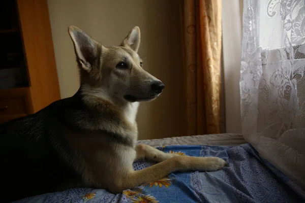 Cute shepherd dog looking out window inside the house — Stock Photo, Image