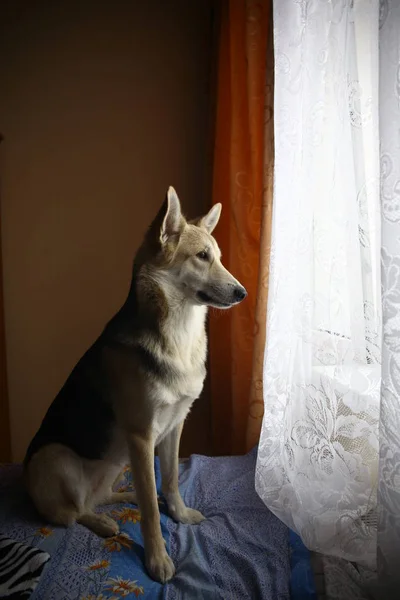 Lindo perro pastor mirando por la ventana dentro de la casa —  Fotos de Stock