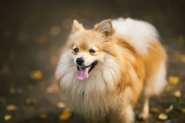 Vacker Pomeranian spets orange färg. Trevlig vänlig hund sällskapsdjur på land väg i parken i höstsäsong. — Stockfoto