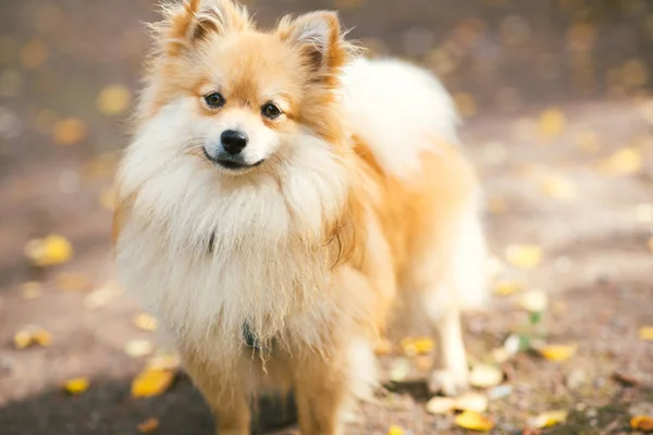 Bela cor laranja spitz pomeranian. Bom animal de estimação cão amigável na estrada rural no parque na temporada de outono . — Fotografia de Stock