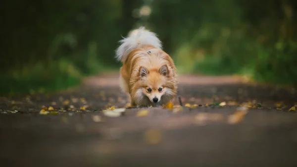 Испанский шпиц оранжевого цвета. Хороший дружелюбный собачий питомец на проселочной дороге в парке в осенний сезон . — стоковое фото