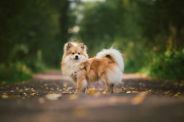 Bela cor laranja spitz pomeranian. Bom animal de estimação cão amigável na estrada rural no parque na temporada de outono . — Fotografia de Stock