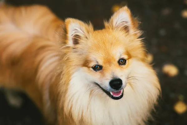 Bela cor laranja spitz pomeranian. Bom animal de estimação cão amigável na estrada rural no parque na temporada de outono . — Fotografia de Stock