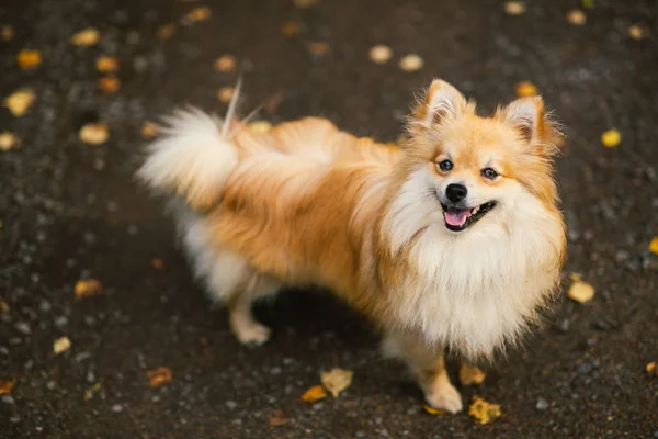 Beautiful pomeranian spitz orange color. Nice friendly dog pet on country road in the park in the autumn season. — Stock Photo, Image