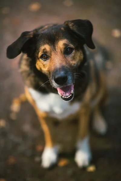 Vue d'en haut à un beau chien de race mixte. Charmant chien amical sur la route de campagne dans le parc à l'automne . — Photo
