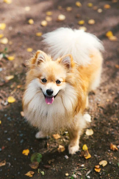 Bellissimo pomerania spitz colore arancione. Nizza cane amichevole animale domestico sulla strada di campagna nel parco nella stagione autunnale . — Foto Stock