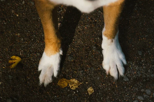 Vista desde arriba a un hermoso perro de raza mixta. Agradable mascota perro en la carretera del campo en el parque en la temporada de otoño . —  Fotos de Stock