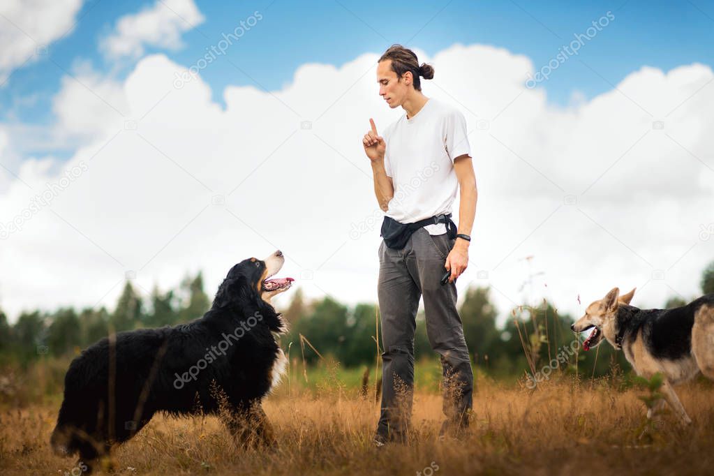 young man walking with Bernese Mountain Dog on the summer field