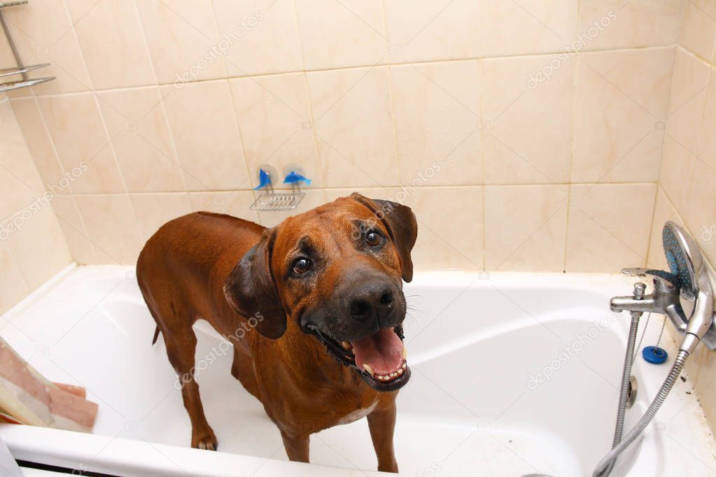 Bathing of the funny dark brown labrador breed dog. Dog taking a bubble bath. Grooming dog.