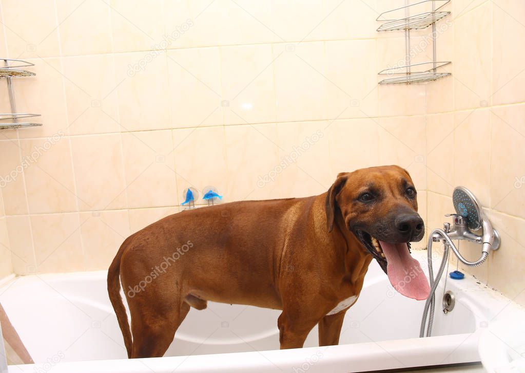 Bathing of the funny rhodesian ridgeback breed dog. Dog taking a bubble bath. Grooming dog.