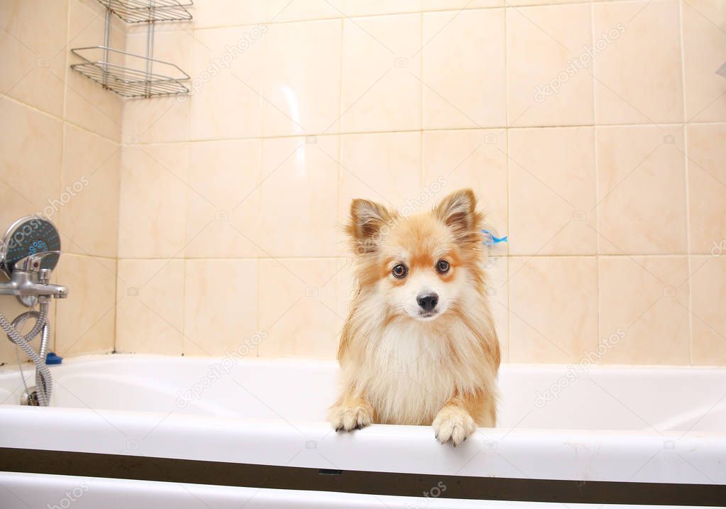 Dry Pomeranian dog in the bathroom. Spitz dog waiting to be washed.