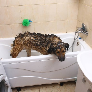 Üzgün melez köpeğin yıkanıyor. Köpek köpük banyosu yapıyor. Damat köpek.