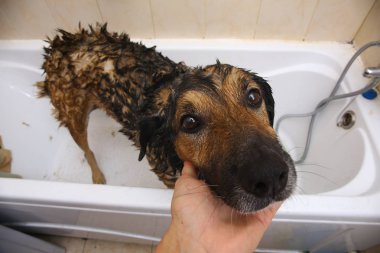 Üzgün melez köpeğin yıkanıyor. Köpek köpük banyosu yapıyor. Damat köpek.