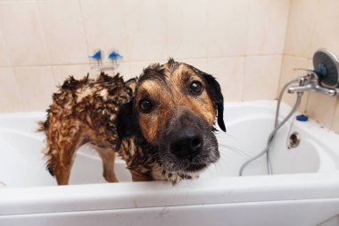 Üzgün melez köpeğin yıkanıyor. Köpek köpük banyosu yapıyor. Damat köpek.