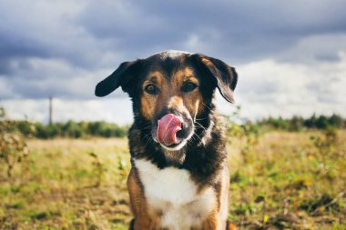 Portre mutlu mongrel köpek güneşli yeşil alanda yürüyüş.