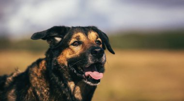 Portre mutlu mongrel köpek güneşli yeşil alanda yürüyüş.