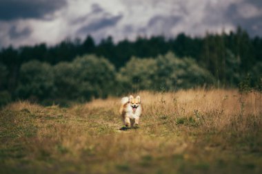 Güzel pomeranian spitz turuncu renk. Güzel dostu köpek pet sonbahar sezonunda bir alanda yürüyor.