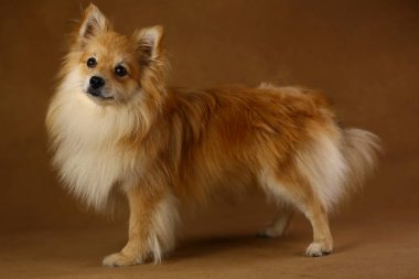 Pomeranian spitz Köpek stüdyoda kahverengi arka plan üzerinde