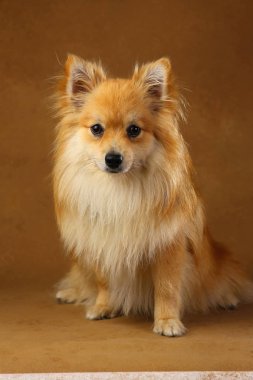 Pomeranian spitz Köpek stüdyoda kahverengi arka plan üzerinde