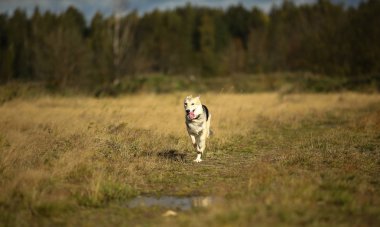 Yeşil bir çayırda yürüyen husky köpeğinin ön görünümü kameraya bakıyor. Yeşil ağaçlar ve çim arka plan.
