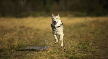 Yeşil bir çayırda yürüyen husky köpeğinin ön görünümü kameraya bakıyor. Yeşil ağaçlar ve çim arka plan.