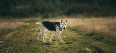 Husky köpek yeşil bir çayır üzerinde yürüyen ön görünümü kenara bakıyor. Yeşil ağaçlar ve çim arka plan.