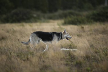 Husky köpek yeşil bir çayır üzerinde yürüyen ön görünümü kenara bakıyor. Yeşil ağaçlar ve çim arka plan.
