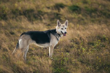 Husky köpek yeşil bir çayır üzerinde yürüyen ön görünümü kenara bakıyor. Yeşil ağaçlar ve çim arka plan.