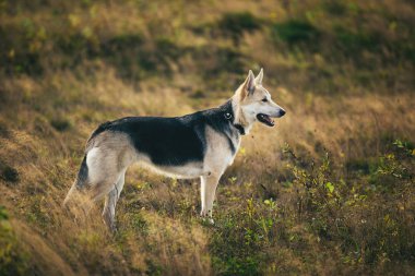 Husky köpek yeşil bir çayır üzerinde yürüyen ön görünümü kenara bakıyor. Yeşil ağaçlar ve çim arka plan.