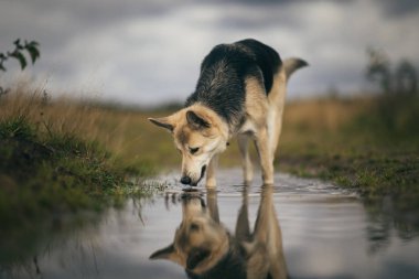 Husky köpek ön görünümü yeşil bir çayır üzerinde bir su birikintisi su içecekler. Yeşil ağaçlar ve çim arka plan.