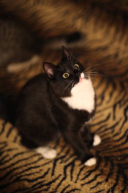 Odada yatakta oturan siyah kedi. Kedi sana bakıyor..