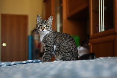 Odada yatakta oturan çizgili kedi. Güzel desenleri olan gri kedi. Kedi sana bakıyor..