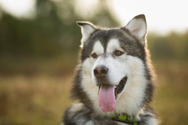 Yakın büyük kahverengi beyaz safkan görkemli Alaska Alaska Malamute köpek kadar