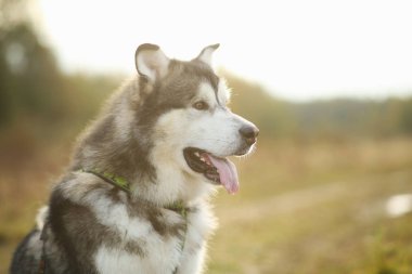 Yakın büyük kahverengi beyaz safkan görkemli Alaska Alaska Malamute köpek kadar