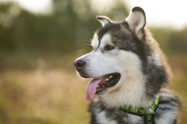 Yakın büyük kahverengi beyaz safkan görkemli Alaska Alaska Malamute köpek kadar