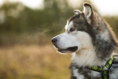 Yakın büyük kahverengi beyaz safkan görkemli Alaska Alaska Malamute köpek kadar