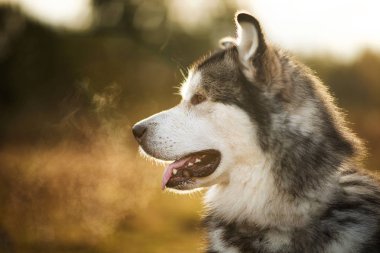 Yakın büyük kahverengi beyaz safkan görkemli Alaska Alaska Malamute köpek kadar