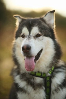 Yakın büyük kahverengi beyaz safkan görkemli Alaska Alaska Malamute köpek kadar