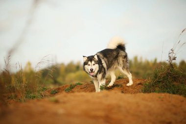 Yakın büyük kahverengi beyaz safkan görkemli Alaska Alaska Malamute köpek yaz parkı boş alanda yürüyüş kadar
